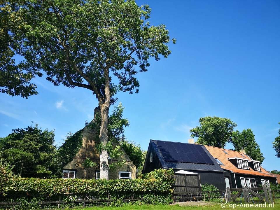 Lanterfant, Nes auf Ameland