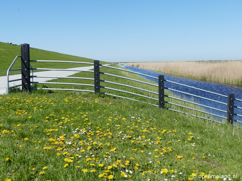 Ameland Fahrrad Leihen